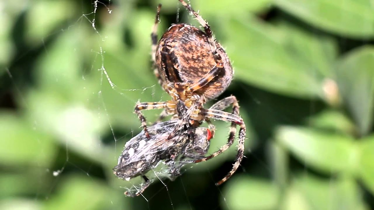 Kreuzspinne Frisst Fliege Garden Spider Eats Fly Youtube