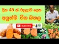 Sweet Potato |අලුත්ම චීන බතල | දින 45 න් බඳුනක ඵලදාව දෙන රස ගුණපිරි බතල| Ceylon Agri | Episode 19