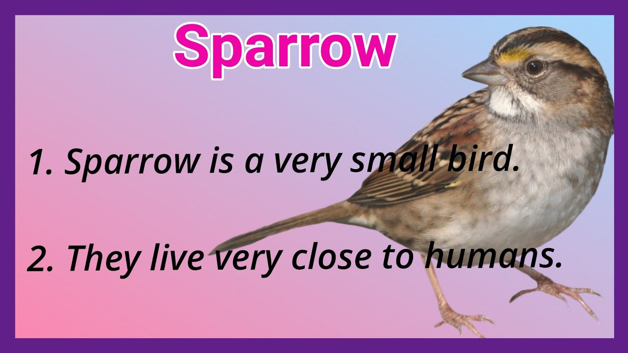 essay about house sparrow in english