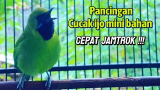 Pancingan cucak ijo mini gacor mancing ijo mini bahan emosi biar cepat jamtok