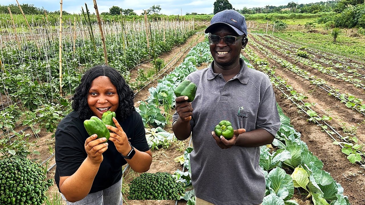 I LEFT MY COUNTRY KENYA TO NIGERIA TO ESTABLISH ACRES OF MULTI-MILLION FARM | FARMING WEST AFRICA 🇳🇬