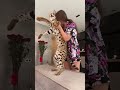 Serval cat loving