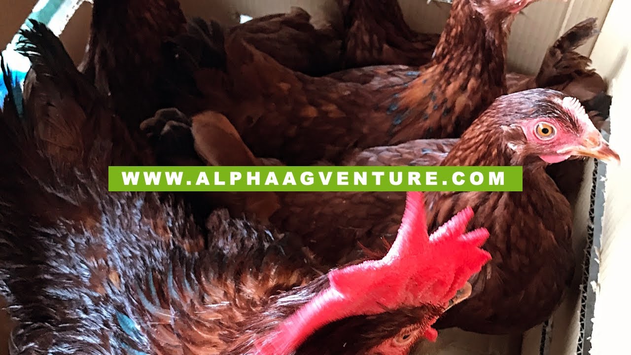 Magkakabulati ba ang Manok Kapag Pinakain Ito ng Kanin?