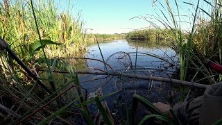 ЛОВЛЯ КАРАСЯ НА УКРОП. Рыбалка в камышах на поплавок.