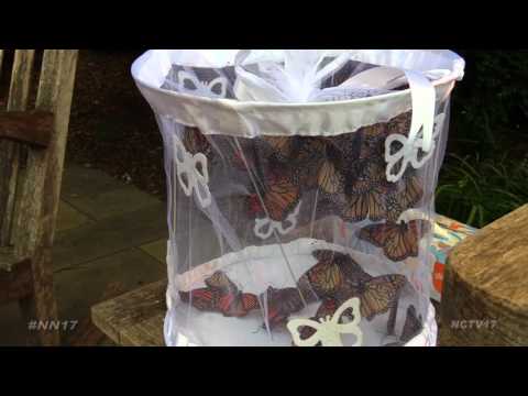 SHARE Butterfly Release