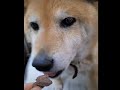 馬肉を食べる柴犬さん