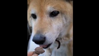 馬肉を食べる柴犬さん