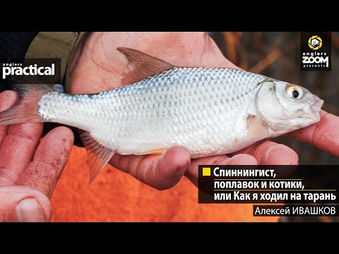 Спиннингист, поплавок и котики, или Как я ходил на тарань. Алексей Ивашков. Anglers Practical
