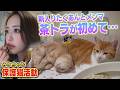 【みりちゃむと茶トラ】新入りの保護猫たくあんとメンマ、預かり２日目で早速・・・（みんなの動物園）