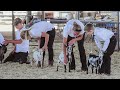 2021 Pinal County Arizona Memorial Day Goat Show - Day 1