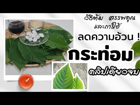 สรรพคุณทางยา และวิธีต้มใบกระท่อม ให้ดื่มอร่อย | ใช้ลดความอ้วนได้ด้วยนะ | พิมส์ สตูดิโอ