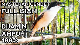 Download Lagu Pancingan Cedet Full Isian Gacor Suara Kasar Full Tembakan 100% Ampuh Bikin Cendet Lain Emosi Gacor Download Lagu Pancingan Cedet Full Isian Gacor Suara Kasar Full Tembakan 100% Ampuh Bikin Cendet Lain Emosi Gacor