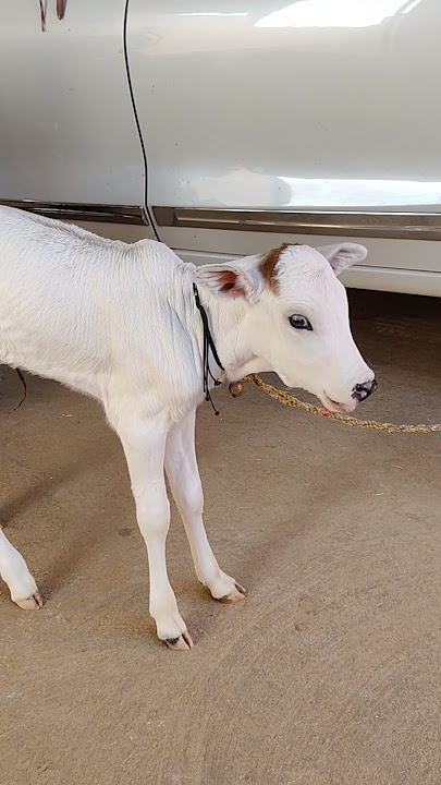 Little cow baby calling her mother amma #amma #cow #minicow #cowlover #gaumatakijaiho #viralshort