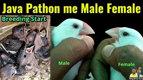 Java pathon mein Male Female difference | Java breeding progress | java sparrow | Java bird
