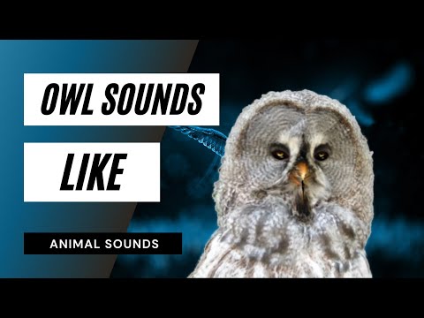 Owl Sounds Like