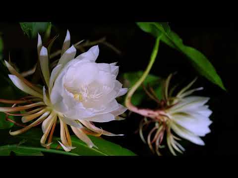Night-Blooming Cereus Time Lapse