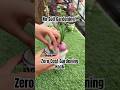 FREE Onion &amp; Garlic Greens 🌱 | No Soil, No Pots, No Cost #gardening #youtubeshorts #urbangardening