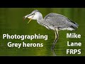 Photographing Grey herons