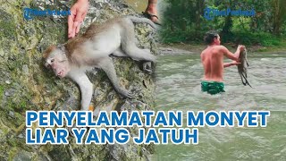 Aksi Wisatawan Selamatkan Monyet Liar yang Jatuh Sakit di Tepi Sungai Bukit Lawang