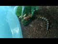 Alimentando Centopéia (Scolopendra subspinipes). | Biopets PH