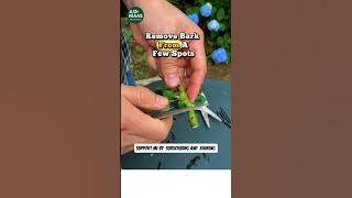 Grow New Plants Fast with This Genius Propagation Trick! | Easy Gardening Hack #shorts #reels #plant