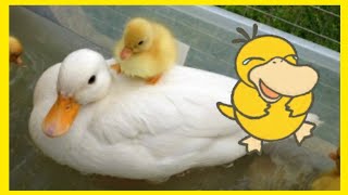 SMILE DUCK - PUPPY DUCK - BABY DUCK - RUNNING DUCK - DUCK VIDEOS by Fifty Shades of Cats 1,658 views 3 years ago 8 minutes, 38 seconds