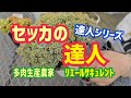 【多肉植物】セッカの達人2026年8月6日