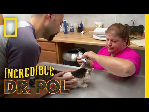 Shoo Fly Kitty | The Incredible Dr. Pol