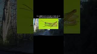 Japanese self talk🇯🇵😍