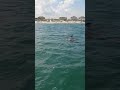 Floating with the dolphins in the ocean at outer banks. #dolphins #kayak #standuppaddleboard