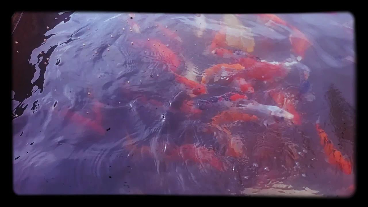Budidaya ikan koi 
