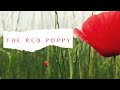 Poppy Flower - In Flanders Fields