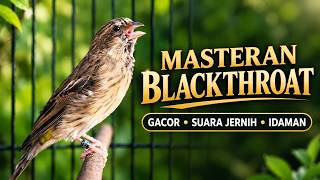 JAGONYA BIKIN CENGKOK ISIAN MEWAH PREMIUM - MASTERAN BLACKTHROAT GACOR SUARA JERNIH IDAMAN