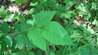 Why is poison ivy poison or is it