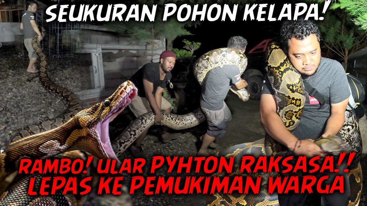 PANJI VS RAMBO SI ULAR PYHTON RAKSASA‼️KABUR DARI KANDANG HAMPIR MAKAN KAMBING MBAH WANTO