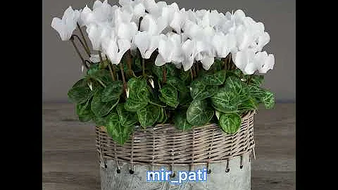 КАК УХАЖИВАТЬ ЗА ЦИКЛАМЕНОМ!!!