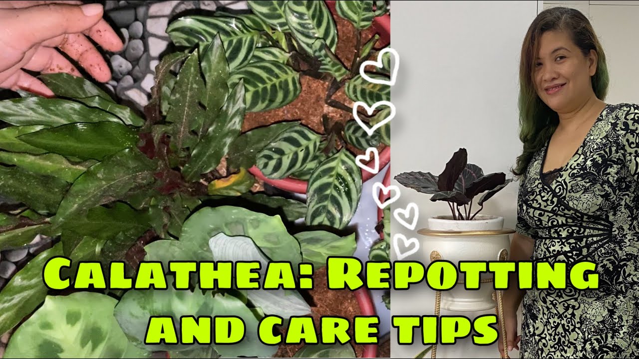 Calathea: Repotting and Care Tips