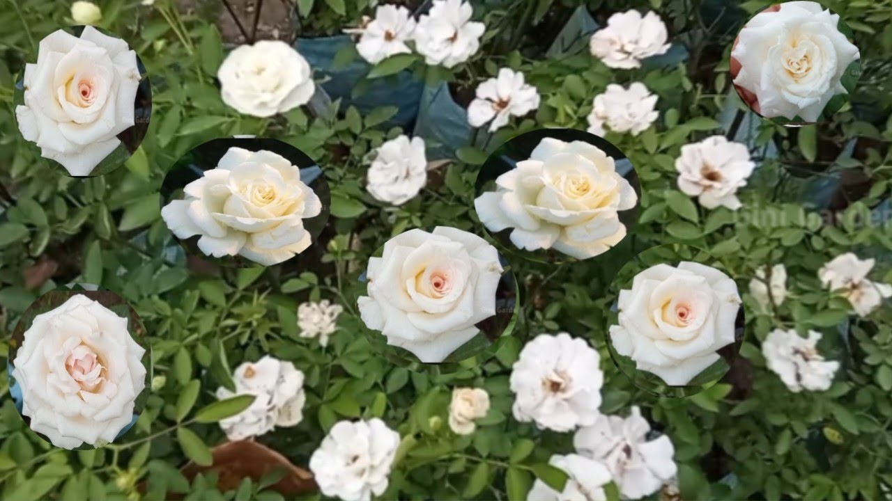 Very Beautiful White Rose Flower Varieties/Beautiful White Rose