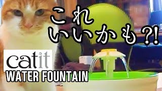 【猫】フラワーファウンテン 大満足