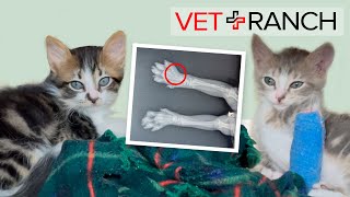 Kittens Saved: One with BROKEN PAW!