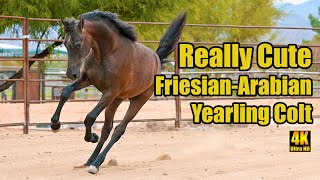 Cute Colt  Half Friesian Horse & Half Arabian Horse