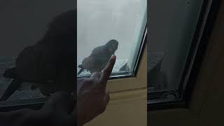 Sriya Khich Lehle Raja Gee