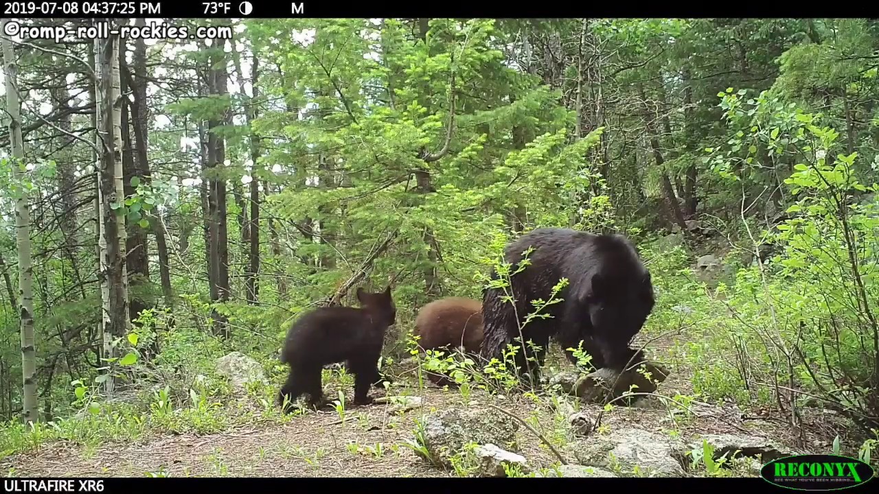 Mama Bear and her Bear Cubs (7/15/19) - YouTube