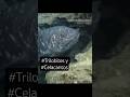 #Trilobites y #Celacantos vivos, dudas razonables