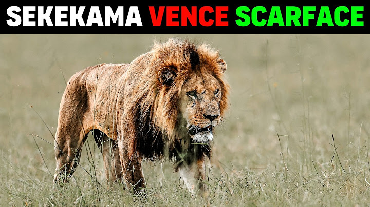 Lion - SEKEKAMA WINS SCARFACE THE MOST FAMOUS LION IN THE WORLD