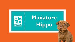 Barkworthy Facts About Miniature Hippo Puppies