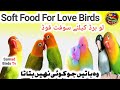 Love Birds Complete information Part (8) | Soft Food For Love Birds | Samad Birds Tv