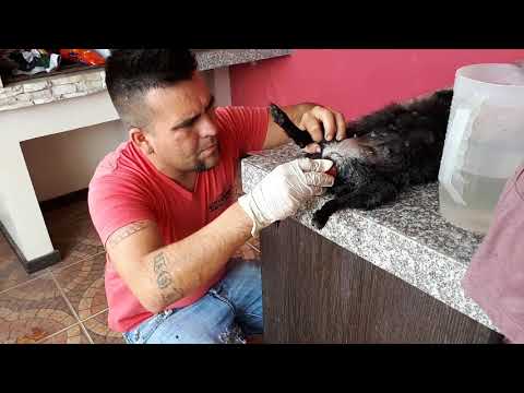 Video: Prolapso Rectal En Mascotas: Soluciones