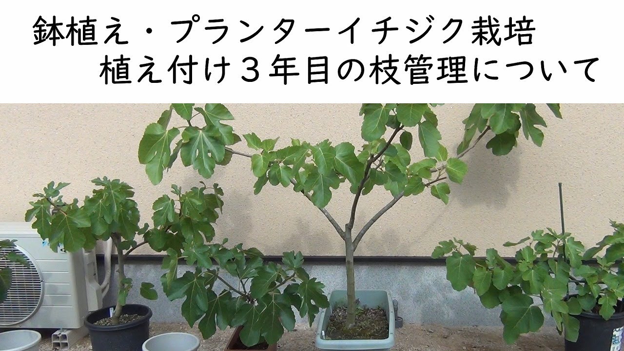 鉢植え プランター栽培イチジク 植え付け３年目の枝管理 Youtube