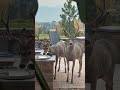 Mule Deer Bucks Visit My Backyard Bird Bath